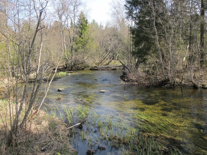 Maakond: Järvamaa Veekogu nimi: Oostriku jõgi Pildistamise aeg: 7. mai 2011 Pildistaja: H. Timm Pildistamise koht: Jõeküla - Norra tee Asimuut: