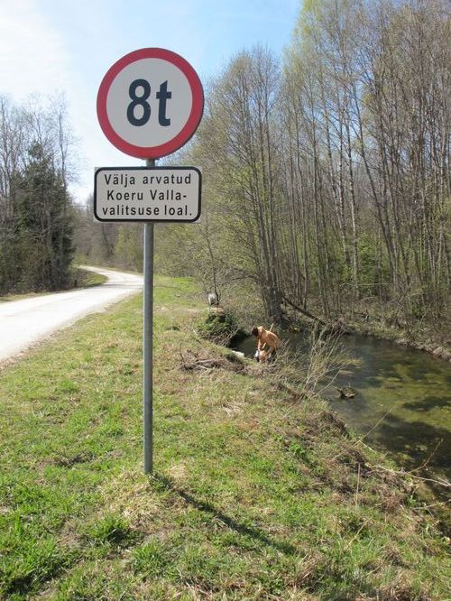 Maakond: Järvamaa Veekogu nimi: Oostriku jõgi Pildistamise aeg: 7. mai 2011 Pildistaja: H. Timm Pildistamise koht: Jõeküla - Norra tee Asimuut: