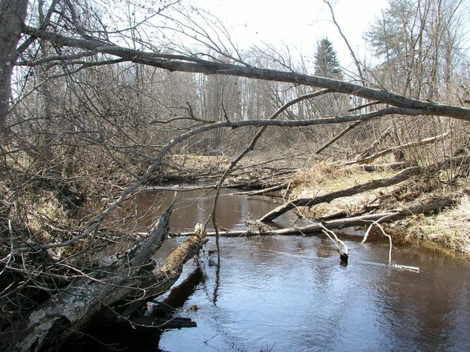 Maakond: Põlvamaa Veekogu nimi: Orajõgi Pildistamise aeg: 26. aprill 2009 Pildistaja: H. Timm Pildistamise koht: Metste Asimuut: