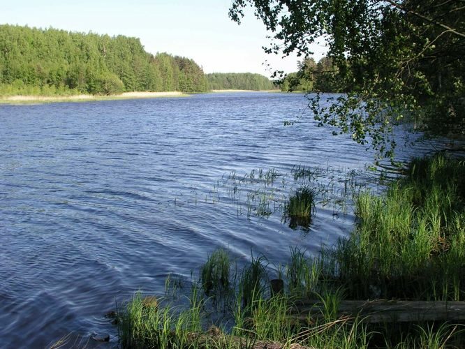 Maakond: Põlvamaa Veekogu nimi: Õrsava järv Pildistamise aeg: juuni 2004 Pildistaja: H. Timm Pildistamise koht: teadmata Asimuut: