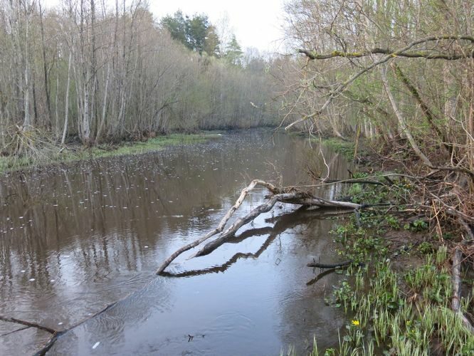 Maakond: Pärnumaa Veekogu nimi: Paadrema jõgi Pildistamise aeg: 9. mai 2013 Pildistaja: H. Timm Pildistamise koht: Paadrema Asimuut: