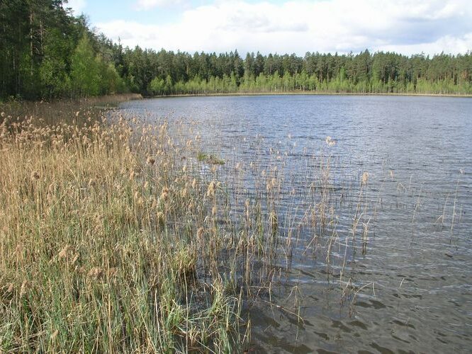 Maakond: Põlvamaa Veekogu nimi: Palojärv Pildistamise aeg: 15. mai 2006 Pildistaja: H. Timm Pildistamise koht: teadmata Asimuut: