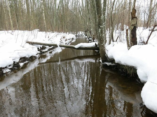 Maakond: Järvamaa Veekogu nimi: Palu pkr. Pildistamise aeg: 31. detsember 2012 Pildistaja: H. Timm Pildistamise koht: teadmata Asimuut: