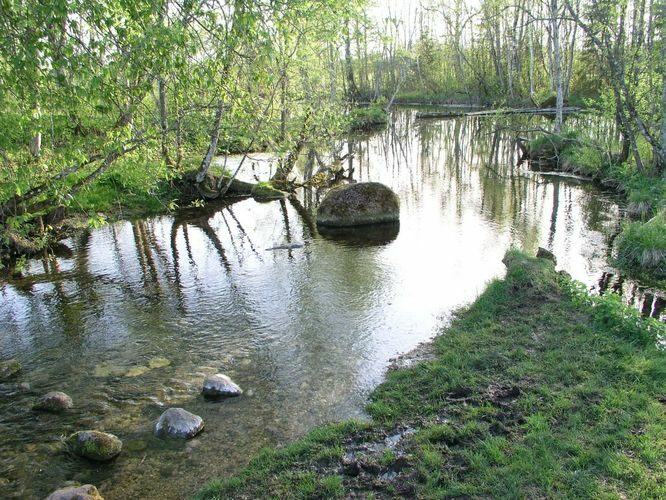 Maakond: Järvamaa Veekogu nimi: Pärnu jõgi Pildistamise aeg: 22. mai 2005 Pildistaja: H. Timm Pildistamise koht: Roosna-Alliku Asimuut: