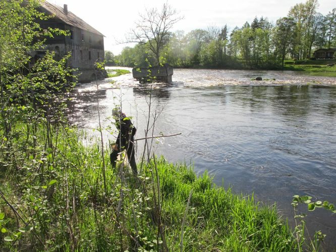 Maakond: Pärnumaa Veekogu nimi: Pärnu jõgi Pildistamise aeg: 19. mai 2012 Pildistaja: H. Timm Pildistamise koht: Suurejõe Asimuut: