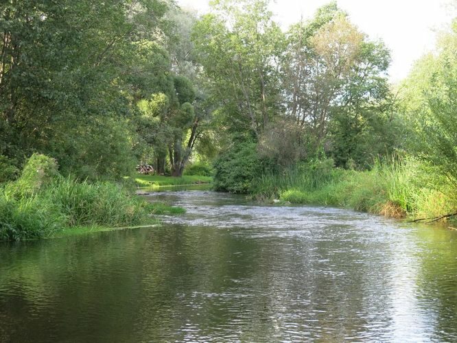 Maakond: Pärnumaa Veekogu nimi: Pärnu jõgi Pildistamise aeg: 13. august 2014 Pildistaja: H. Timm Pildistamise koht: Särevere Asimuut: