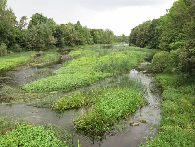 Maakond: Pärnumaa Veekogu nimi: Pärnu jõgi Pildistamise aeg: 13. august 2014 Pildistaja: H. Timm Pildistamise koht: Jõesuu Asimuut: