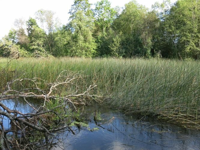 Maakond: Pärnumaa Veekogu nimi: Pärnu jõgi Pildistamise aeg: 13. august 2014 Pildistaja: H. Timm Pildistamise koht: Jändja Asimuut: