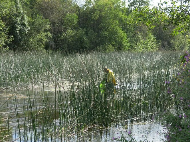 Maakond: Pärnumaa Veekogu nimi: Pärnu jõgi Pildistamise aeg: 13. august 2014 Pildistaja: H. Timm Pildistamise koht: Jändja Asimuut: