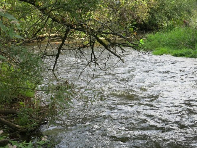 Maakond: Pärnumaa Veekogu nimi: Pärnu jõgi Pildistamise aeg: 13. august 2014 Pildistaja: H. Timm Pildistamise koht: Särevere Asimuut: