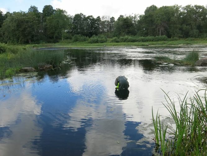 Maakond: Pärnumaa Veekogu nimi: Pärnu jõgi Pildistamise aeg: 13. august 2014 Pildistaja: H. Timm Pildistamise koht: Oore veski Asimuut: