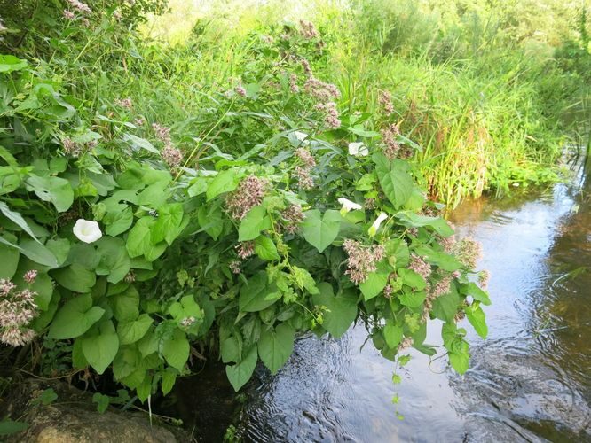 Maakond: Pärnumaa Veekogu nimi: Pärnu jõgi Pildistamise aeg: 13. august 2014 Pildistaja: H. Timm Pildistamise koht: Särevere Asimuut: