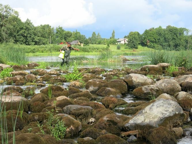 Maakond: Pärnumaa Veekogu nimi: Pärnu jõgi Pildistamise aeg: 13. august 2014 Pildistaja: H. Timm Pildistamise koht: Oore veski Asimuut: