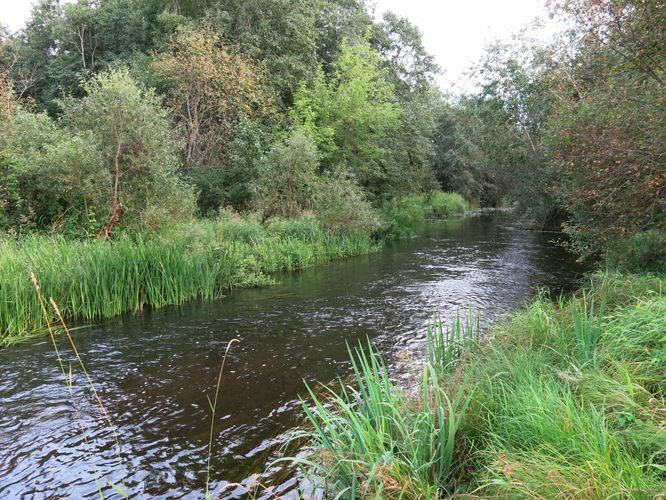 Maakond: Pärnumaa Veekogu nimi: Pärnu jõgi Pildistamise aeg: 13. august 2014 Pildistaja: H. Timm Pildistamise koht: Mündi Asimuut: