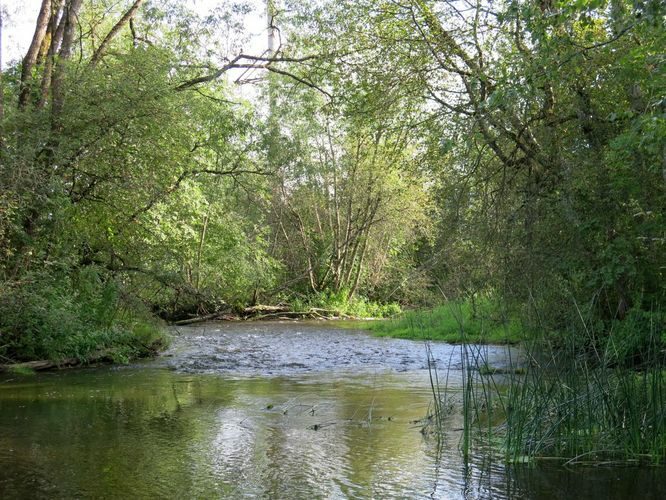 Maakond: Pärnumaa Veekogu nimi: Pärnu jõgi Pildistamise aeg: 13. august 2014 Pildistaja: H. Timm Pildistamise koht: Särevere Asimuut: