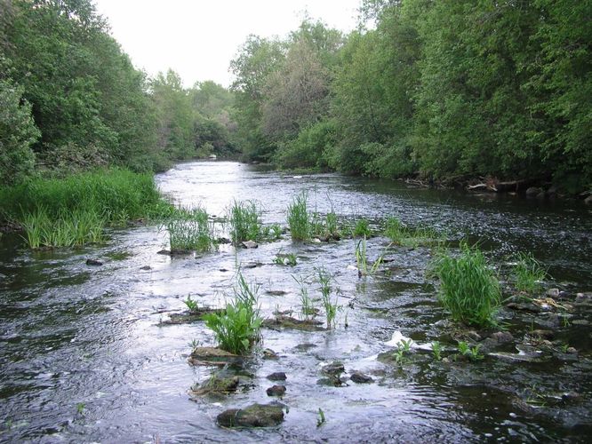 Maakond: Jõgevamaa Veekogu nimi: Pedja jõgi Pildistamise aeg: 12. juuni 2004 Pildistaja: H. Timm Pildistamise koht: teadmata Asimuut: