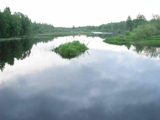 Maakond: Jõgevamaa Veekogu nimi: Pedja jõgi Pildistamise aeg: 12. juuni 2004 Pildistaja: H. Timm Pildistamise koht: teadmata Asimuut: