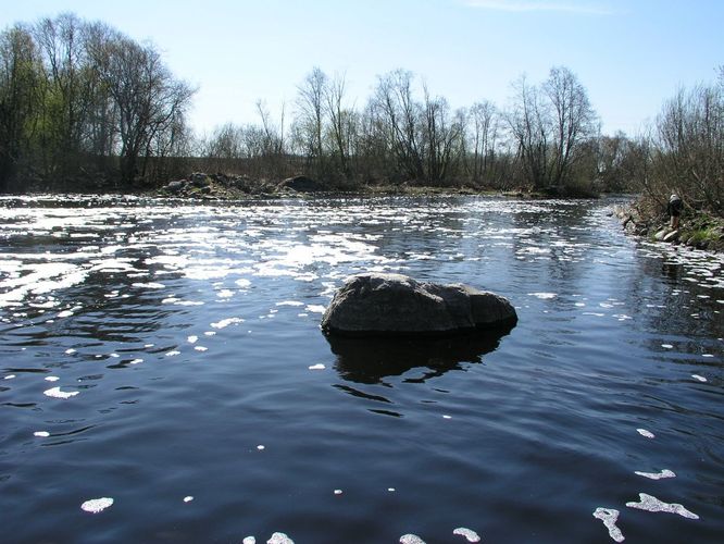 Maakond: Jõgevamaa Veekogu nimi: Pedja jõgi Pildistamise aeg: 1. mai 2009 Pildistaja: H. Timm Pildistamise koht: Tõrve Asimuut: