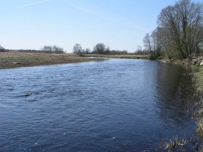 Maakond: Jõgevamaa Veekogu nimi: Pedja jõgi Pildistamise aeg: 1. mai 2009 Pildistaja: H. Timm Pildistamise koht: Kursi Asimuut: