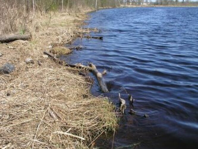 Maakond: Jõgevamaa Veekogu nimi: Pedja jõgi Pildistamise aeg: 1. mai 2009 Pildistaja: H. Timm Pildistamise koht: Tõrve paisjärv paisu poolt Asimuut: