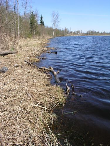 Maakond: Jõgevamaa Veekogu nimi: Pedja jõgi Pildistamise aeg: 1. mai 2009 Pildistaja: H. Timm Pildistamise koht: Tõrve paisjärv paisu poolt Asimuut: