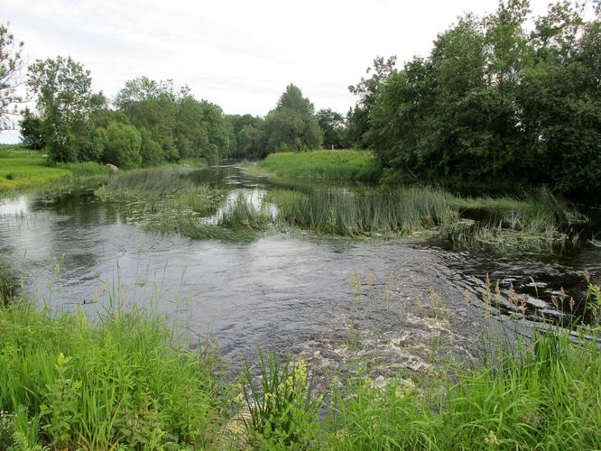 Maakond: Jõgevamaa Veekogu nimi: Pedja jõgi Pildistamise aeg: 26. juuni 2010 Pildistaja: H. Timm Pildistamise koht: Härjanurme kalakasvatuses Asimuut: