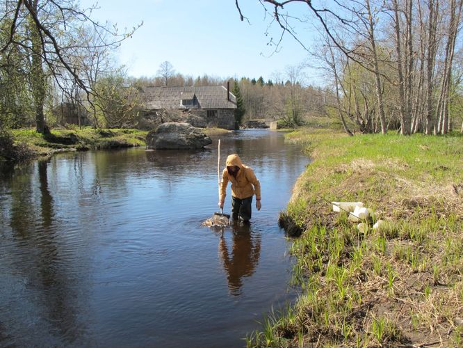 Maakond: Jõgevamaa Veekogu nimi: Pedja jõgi Pildistamise aeg: 7. mai 2011 Pildistaja: H. Timm Pildistamise koht: Käruveski Asimuut: