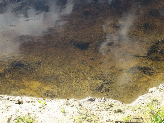 Maakond: Jõgevamaa Veekogu nimi: Pedja jõgi Pildistamise aeg: 10. september 2011 Pildistaja: H. Timm Pildistamise koht: Kirna Asimuut: