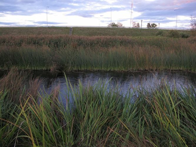 Maakond: Jõgevamaa Veekogu nimi: Pedja jõgi Pildistamise aeg: 17. september 2011 Pildistaja: H. Timm Pildistamise koht: Puurmani Asimuut: