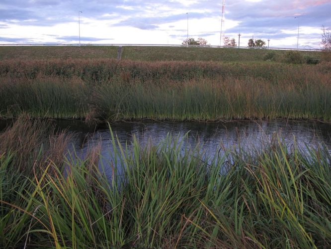 Maakond: Jõgevamaa Veekogu nimi: Pedja jõgi Pildistamise aeg: 17. september 2011 Pildistaja: H. Timm Pildistamise koht: Puurmani Asimuut: