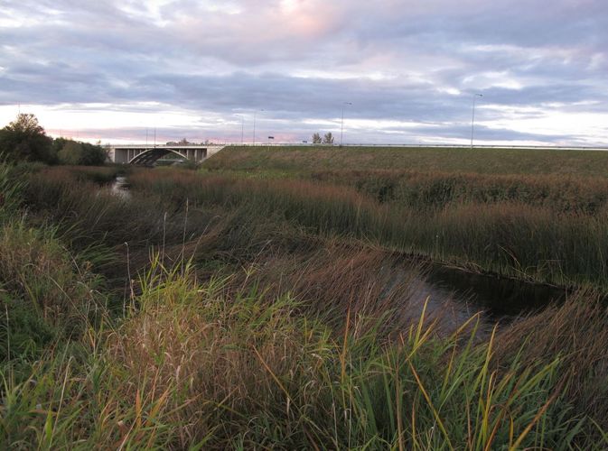 Maakond: Jõgevamaa Veekogu nimi: Pedja jõgi Pildistamise aeg: 17. september 2011 Pildistaja: H. Timm Pildistamise koht: Puurmani Asimuut: