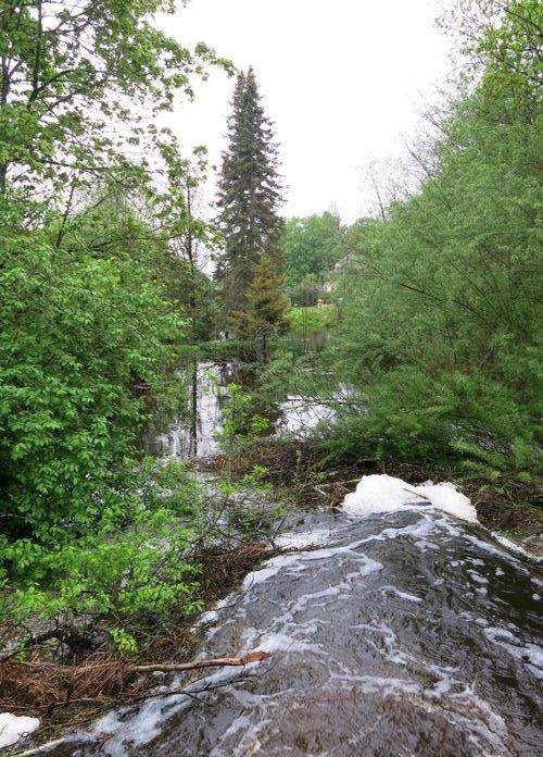 Maakond: Jõgevamaa Veekogu nimi: Pedja jõgi Pildistamise aeg: 22. mai 2013 Pildistaja: H. Timm Pildistamise koht: Sordi väike pais Asimuut: