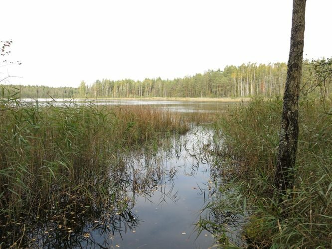 Maakond: Ida-Virumaa Veekogu nimi: Peen-Kirjakjärv Pildistamise aeg: 25. september 2014 Pildistaja: H. Timm Pildistamise koht: teadmata Asimuut: