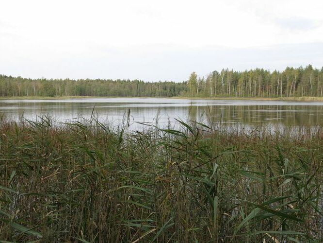 Maakond: Ida-Virumaa Veekogu nimi: Peen-Kirjakjärv Pildistamise aeg: 25. september 2014 Pildistaja: H. Timm Pildistamise koht: teadmata Asimuut: