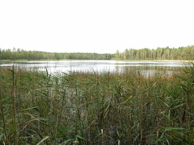 Maakond: Ida-Virumaa Veekogu nimi: Peen-Kirjakjärv Pildistamise aeg: 25. september 2014 Pildistaja: H. Timm Pildistamise koht: teadmata Asimuut: