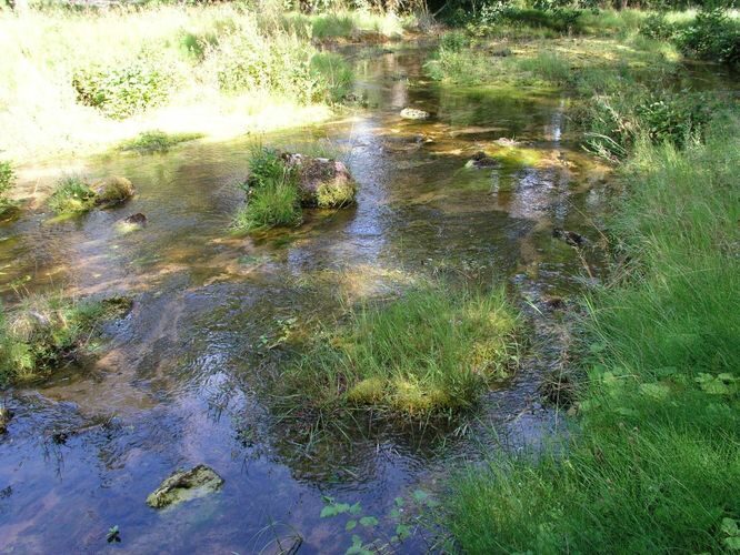 Maakond: Saaremaa Veekogu nimi: Pidula oja Pildistamise aeg: august 2003 Pildistaja: H. Timm Pildistamise koht: Odalätsi allikas Asimuut: