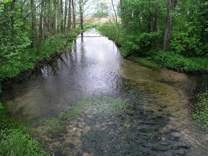 Maakond: Saaremaa Veekogu nimi: Pidula oja Pildistamise aeg: 27. mai 2009 Pildistaja: H. Timm Pildistamise koht: alamjooks Asimuut: