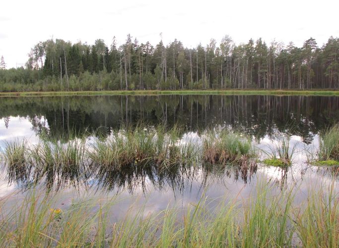 Maakond: Põlvamaa Veekogu nimi: Piigandi Ahijärv Pildistamise aeg: 10. september 2012 Pildistaja: H. Timm Pildistamise koht: teadmata Asimuut: