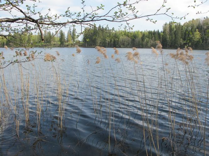 Maakond: Põlvamaa Veekogu nimi: Piigandi järv Pildistamise aeg: 10. mai 2012 Pildistaja: H. Timm Pildistamise koht: teadmata Asimuut: