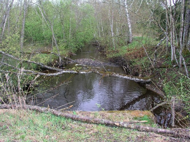 Maakond: Ida-Virumaa Veekogu nimi: Piilsi jõgi Pildistamise aeg: 7. mai 2009 Pildistaja: H. Timm Pildistamise koht: Jõemetsa Asimuut: