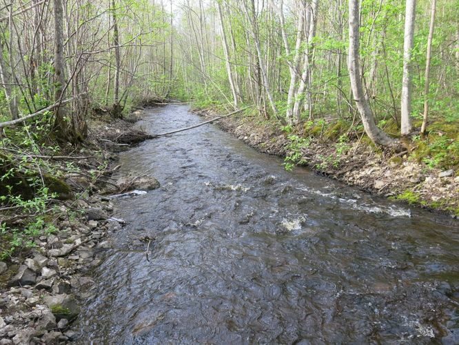 Maakond: Läänemaa Veekogu nimi: Piirsalu jõgi Pildistamise aeg: 14. mai 2014 Pildistaja: H. Timm Pildistamise koht: Kuijõe Asimuut: