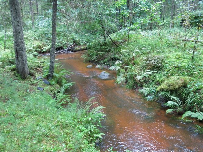 Maakond: Lääne-Virumaa Veekogu nimi: Pikapõllu oja Pildistamise aeg: 26. august 2014 Pildistaja: H. Timm Pildistamise koht: allpool Revoja paisjärve Asimuut: