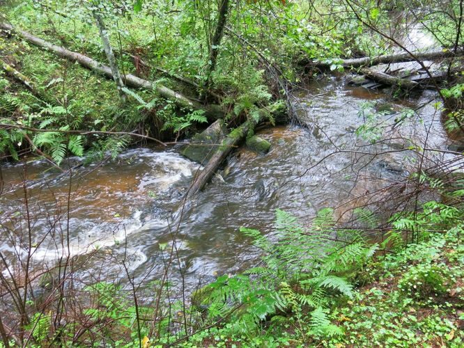 Maakond: Lääne-Virumaa Veekogu nimi: Pikapõllu oja Pildistamise aeg: 26. august 2014 Pildistaja: H. Timm Pildistamise koht: allpool Revoja paisjärve Asimuut: