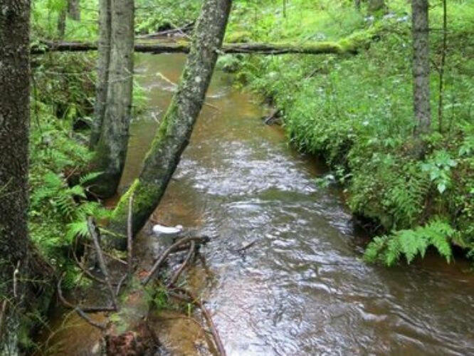 Maakond: Lääne-Virumaa Veekogu nimi: Pikapõllu oja Pildistamise aeg: 26. august 2014 Pildistaja: H. Timm Pildistamise koht: allpool Revoja paisjärve Asimuut: