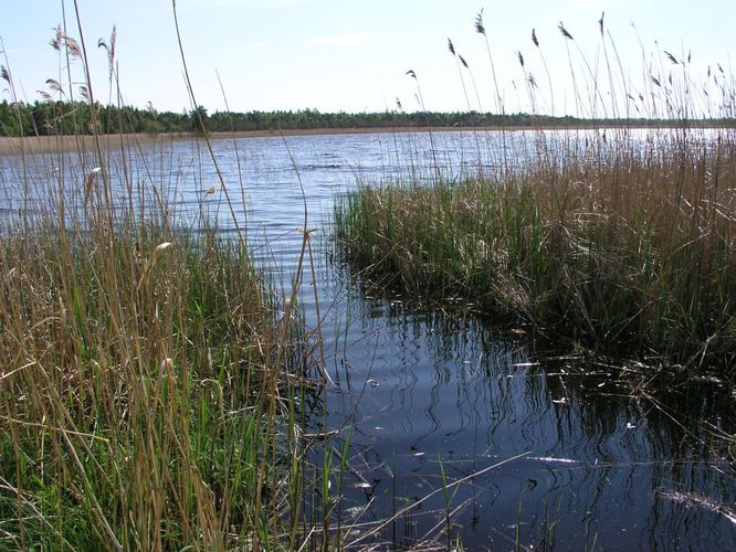 Maakond: Läänemaa Veekogu nimi: Pikkane järv Pildistamise aeg: 6. juuni 2003 Pildistaja: H. Timm Pildistamise koht: teadmata Asimuut: