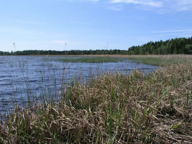 Maakond: Läänemaa Veekogu nimi: Pikkane järv Pildistamise aeg: 6. juuni 2003 Pildistaja: H. Timm Pildistamise koht: teadmata Asimuut: