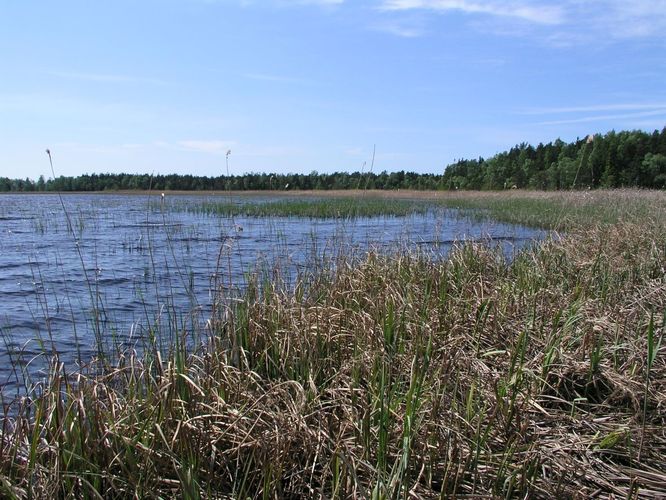 Maakond: Läänemaa Veekogu nimi: Pikkane järv Pildistamise aeg: 6. juuni 2003 Pildistaja: H. Timm Pildistamise koht: teadmata Asimuut: