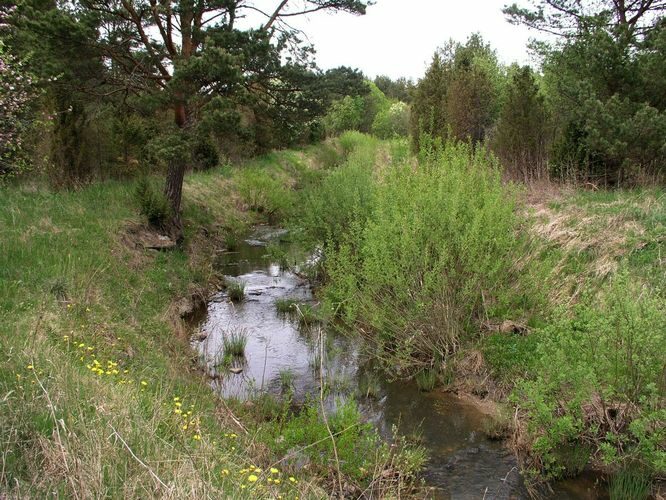 Maakond: Saaremaa Veekogu nimi: Põduste jõgi Pildistamise aeg: 14. mai 2008 Pildistaja: H. Timm Pildistamise koht: Jõesuu Asimuut: