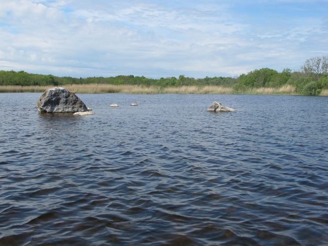 Maakond: Saaremaa Veekogu nimi: Poka laht Pildistamise aeg: 25. mai 2010 Pildistaja: H. Timm Pildistamise koht: SW osa Asimuut: