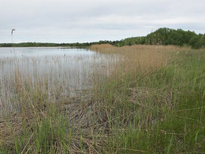 Maakond: Saaremaa Veekogu nimi: Põldealune laht Pildistamise aeg: 25. mai 2010 Pildistaja: H. Timm Pildistamise koht: teadmata Asimuut: